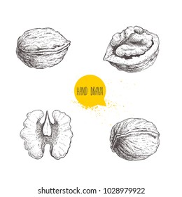 Hand drawn sketch style walnuts set.  Single whole, half and walnut seed. Eco healthy food vector illustration. Isolated on white background. Retro style.