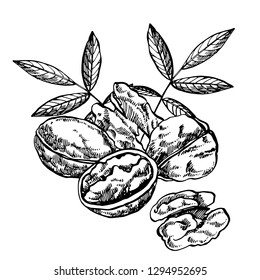 Hand drawn sketch style walnuts illustrations. Illustration in vintage style isolated on white background.