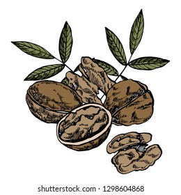 Hand drawn sketch style walnuts illustrations. Illustration in vintage style isolated on white background.