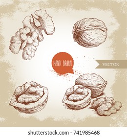 Hand drawn sketch style walnuts set. Whole, half and walnut seed. Eco healthy food vector illustration. Isolated on old looking background. Retro style.