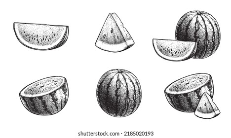 Hand drawn sketch style watermelons and watermelon slices. Vintage design fruits. Eco summer food illustrations isolated on white background.