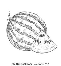 Hand drawn sketch style watermelons and watermelon slices.