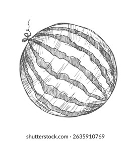 Hand drawn sketch style watermelons and watermelon slices.
