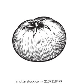 Hand drawn sketch style whole tomato. Best for tomato themed designs in retro vintage style. Organic vegetable vector illustration.