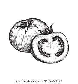 Hand drawn sketch style whole tomato and slice of tomato. Best for tomato themed designs in retro vintage style. Organic vegetable vector illustration.