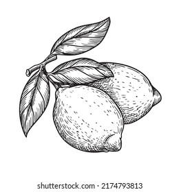 Hand drawn sketch style whole lemons. Retro illustration of tropical citrus fruit. Best for menu and package designs. Vector illustration.