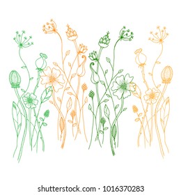 Hand drawn sketch style Wild flowers . Vector illustration.