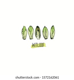 Hand drawn sketch style Witloof set. Color illustration. 