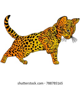 Hand drawn sketch style.Cat. Vector illustration isolated on white background.