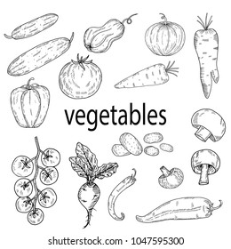 Hand drawn sketch style.Vegetables .Vector illustration .