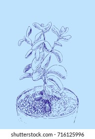 Hand drawn sketch of Succulent. House plant Crassula ovata, jade plant. Vector illustration of Money tree in flower pot isolated on light blue background. Line drawing. Vintage engraving.