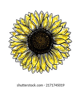 Hand drawn sketch sunflower for decorative design. Illustration vector graphic. Design element. Watercolor Vintage floral outline drawing.