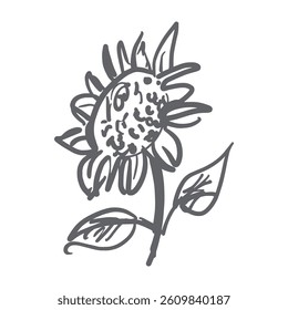 Hand drawn sketch sunflower ink vector illustration isolated on white background image for packaging design food website herbal medicine