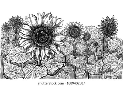 Hand drawn sketch with sunflowers field. Set of vector line art illustrations. Summer, spring, autumn. Black ink lines and white background.
