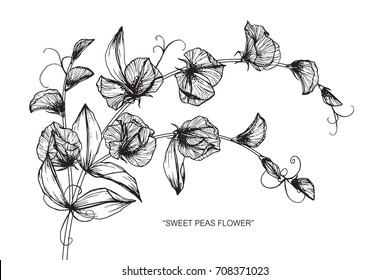 Hand drawn and sketch Sweet peas flower. Black and white with line art illustration.