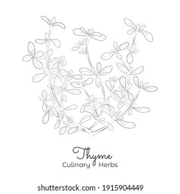 Hand Drawn Sketch of Thyme or Thymus Vulgaris. Silhouette of the Thymus Isolated on White Background. Ideal for Magazine, Recipe book, Poster, Cards, Menu cover, Advertising or Education.