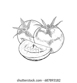 Hand drawn sketch tomato.