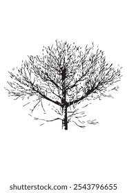 hand drawn sketch of a tree, botanical vector in black and white