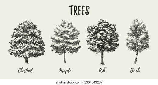 Hand drawn sketch tree species illustration set. Vector isolated vintage background