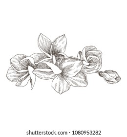 Hand drawn sketch tropical flower Plumeria. Vector illustration engraving style. Highly detailed line art isolated objects