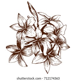 Hand drawn sketch tropical flower Plumeria. Vector illustration isolated on white. Black and white with line art.