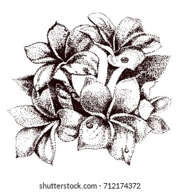 Hand drawn sketch tropical flower Plumeria. Vector illustration in the style of pointillism. Black and white line art isolated on white.