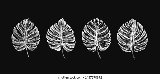 Hand drawn sketch tropical plants set. Monstera.