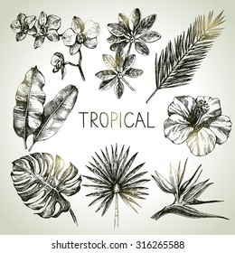 Hand Drawn Sketch Tropical Plants Set. Vector Illustrations