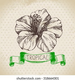 Hand drawn sketch tropical plants vintage background. Vector illustration