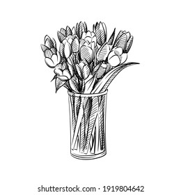Hand drawn sketch of Tulips bouquet in a glass vase on a white background. Tulips bulb. 