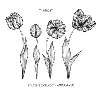 手描きのチューリップの花をスケッチします 白黒の線付きイラスト のベクター画像素材 ロイヤリティフリー Shutterstock