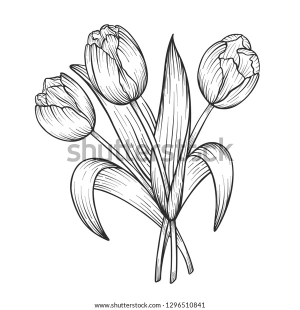 Hand Drawn Sketch Tulips Flower Bouquet Stock Vector (Royalty Free ...