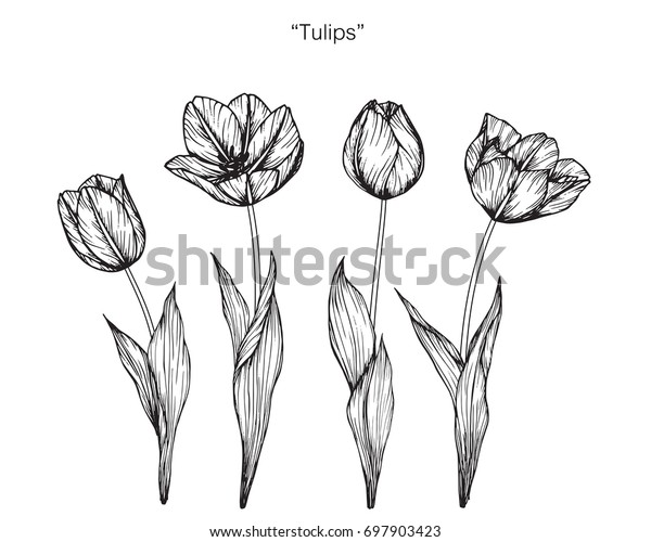 手描きのチューリップの花をスケッチします 白黒の線付きイラスト のベクター画像素材 ロイヤリティフリー