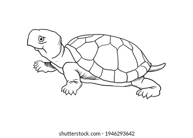 185 Box turtle drawing Images, Stock Photos & Vectors | Shutterstock