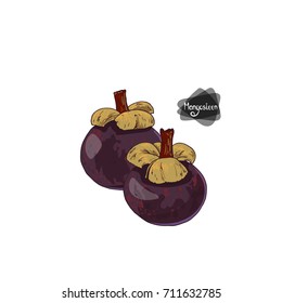 Hand drawn sketch two appetizing ripe mangosteens on white background. Color illustration. 
