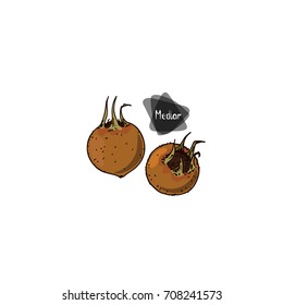 Hand drawn sketch two ripe medlars on white background. Germanic (common) medlar. Color illustration.