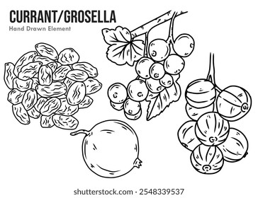 Hand drawn sketch using black ink Currant fruit, or what is also known as grosella, is a small red fruit that is often used in making jam, juice, cakes and marmalade.