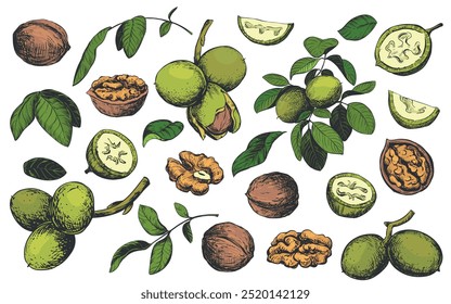 Ilustração de vetor de esboço desenhado à mão de nozes. Amêndoa de noz aberta, ramo com folhas e nozes, frutas cortadas. Gravura colorida em fundo branco. Clipart definido para alimentos orgânicos, óleo, licor.