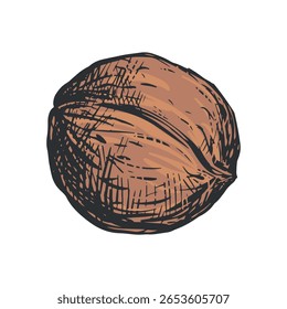 Ilustração de vetor de esboço desenhado à mão de noz. Porca inteira madura com casca. Imitação da gravação a cores. Estilo Reto.