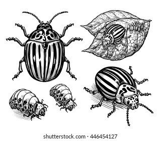 hand drawn sketch vector illustration colorado potato beetle isolated on white background