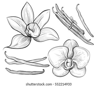  Hand drawn sketch vector illustration isolated on white. Vanilla flower seed plant branch leaf. 