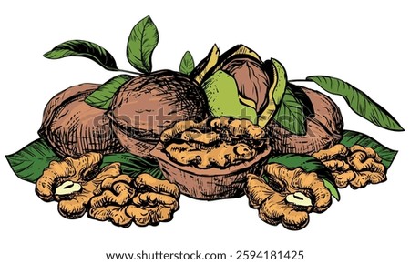Hand drawn sketch vector illustration of walnuts. Composition of open walnut kernel, whole walnut lying on table. Fresh organic food, oil. Drawing of nut in stele of colored engraving.