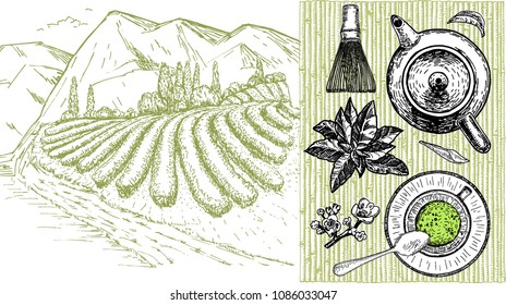 Hand drawn sketch vector tea set. Tea plantations, teapot, tea, tea leaves and flowers.