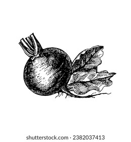 Esbozo dibujado a mano de remolacha vegetal. Comida ecológica. Ilustración vectorial en blanco y negro