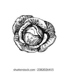 Hand drawn sketch vegetable cabbage. Eco food. Vector vintage black and white illustration