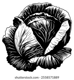 Hand drawn sketch vegetable cabbage. Eco food. Vector vintage black and white illustration