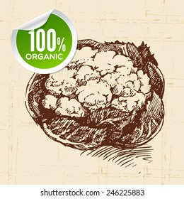 Hand drawn sketch vegetable cauliflower. Eco food background.Vector illustration