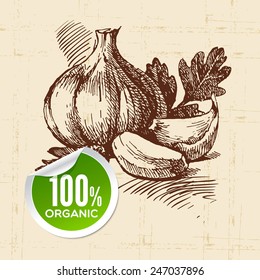 Hand drawn sketch vegetable. Eco food background.Vector illustration garlic