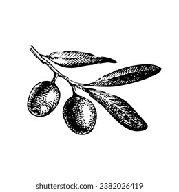 Hand drawn sketch vegetable fruit olive. Eco food. Vector vintage black and white illustration