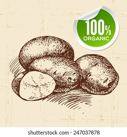 Hand drawn sketch vegetable potato. Eco food background.Vector illustration